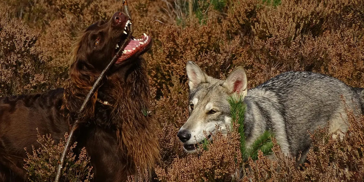 De beste probiotica voor je hond: werking, voordelen en welke je moet kiezen