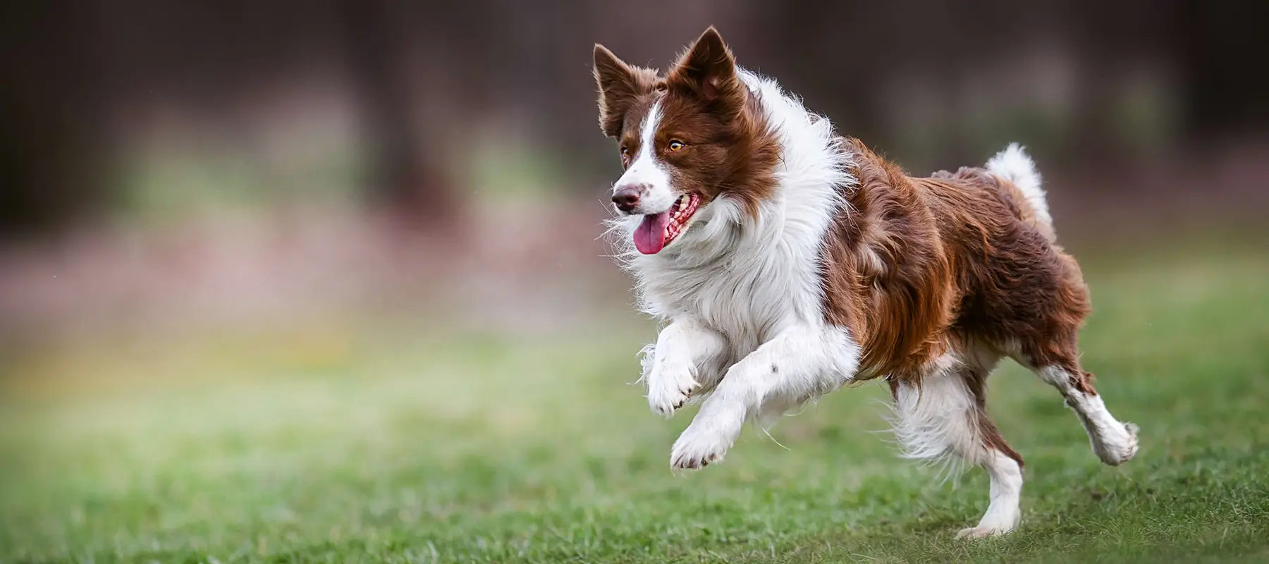 Artrose bij honden: symptomen, behandeling en supplementen