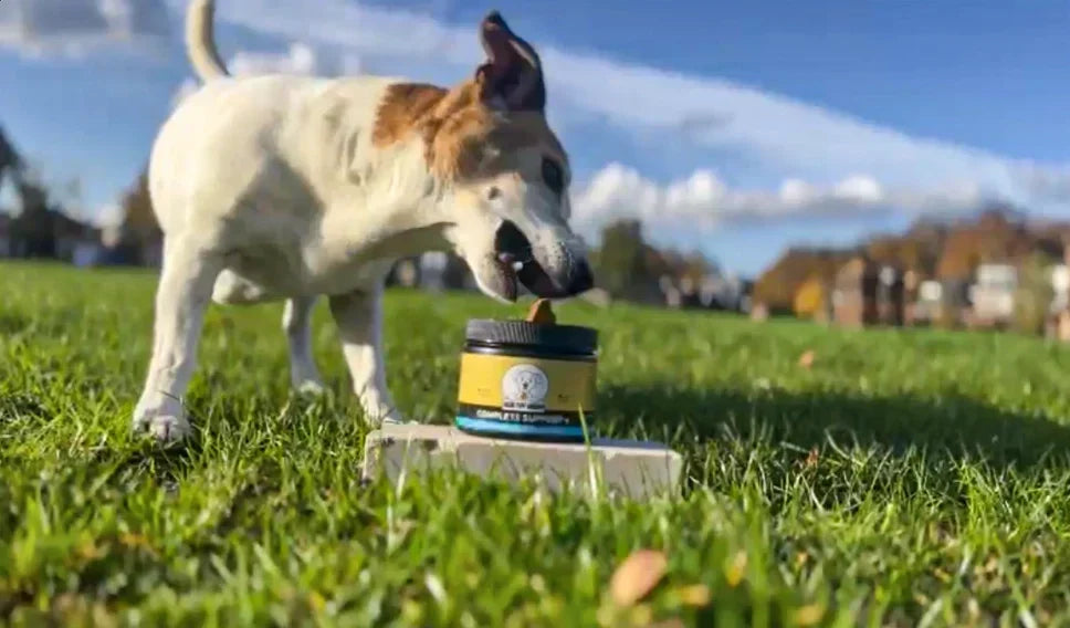 Moet ik probiotica aan mijn hond geven? Alles wat je moet weten als baasje