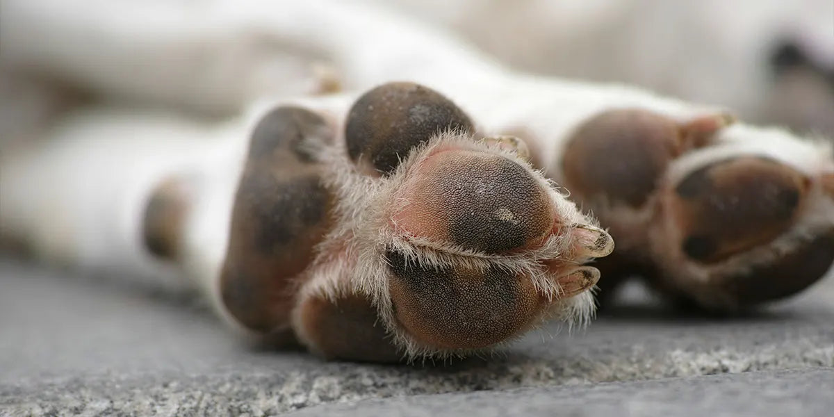 Ontstoken poten bij je hond: symptomen, oorzaken en effectieve oplossingen