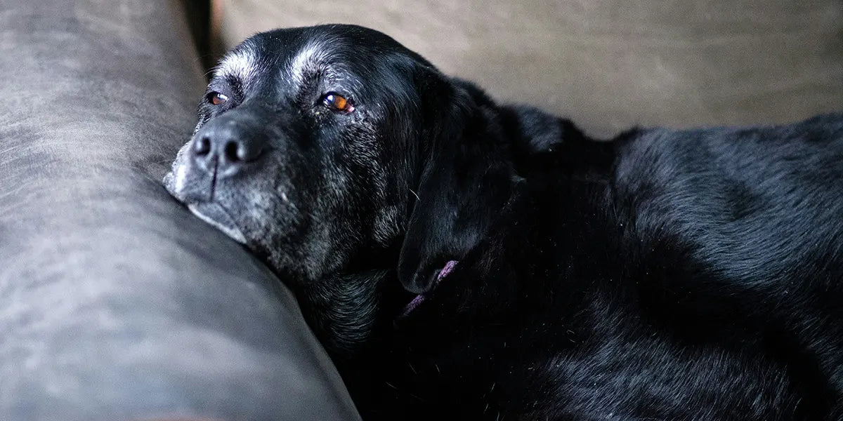Oude hond likt poten? Oorzaken, tips én wat je kunt doen bij jeuk