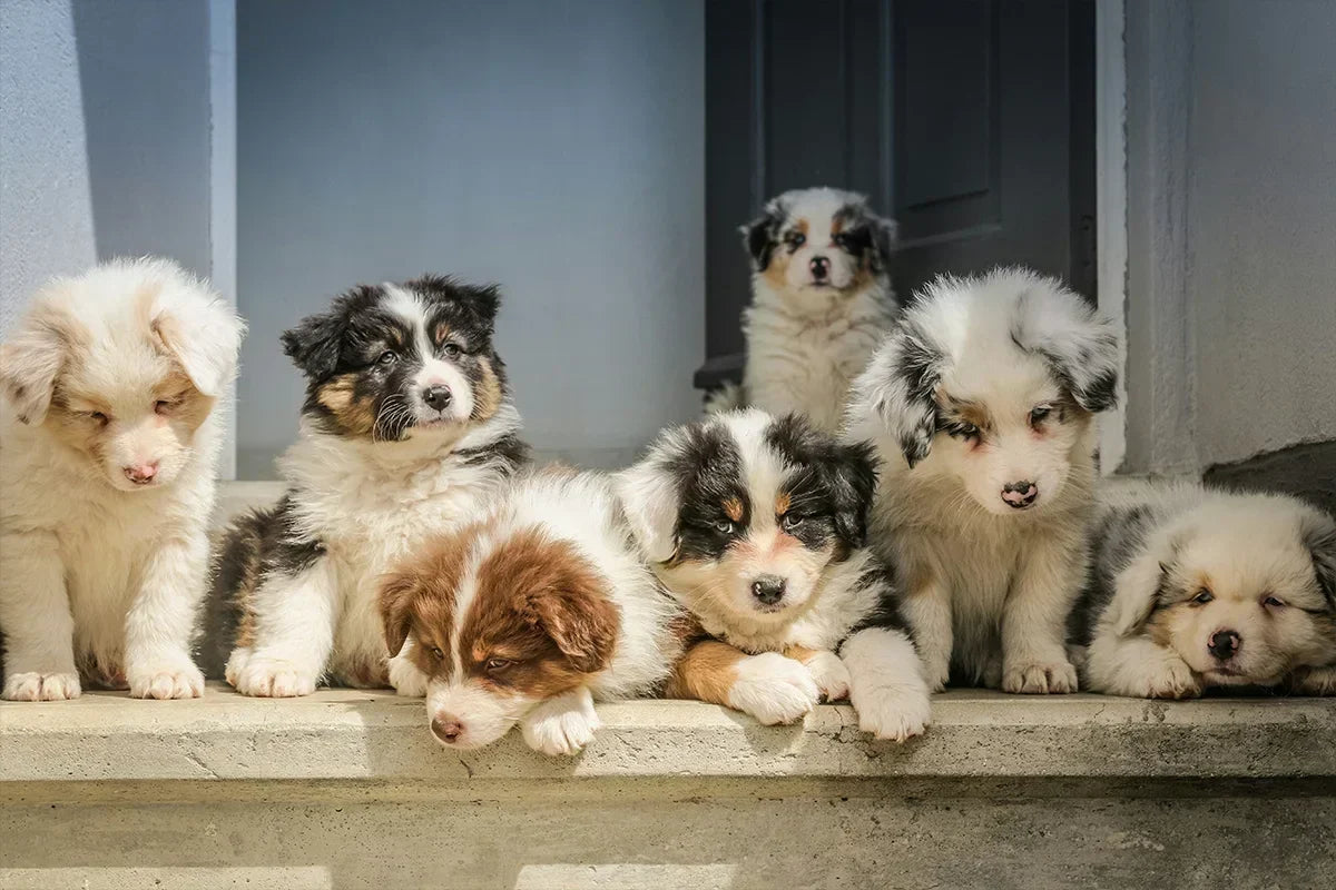 Heeft je puppy diarree? Oorzaken, tips en wat je zelf kunt doen.