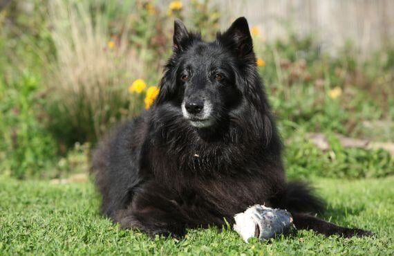Zalmolie voor honden: voordelen voor huid, vacht en gewrichten