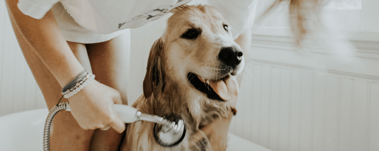 Hondenvacht verzorging: 10 tips voor de mooiste vacht