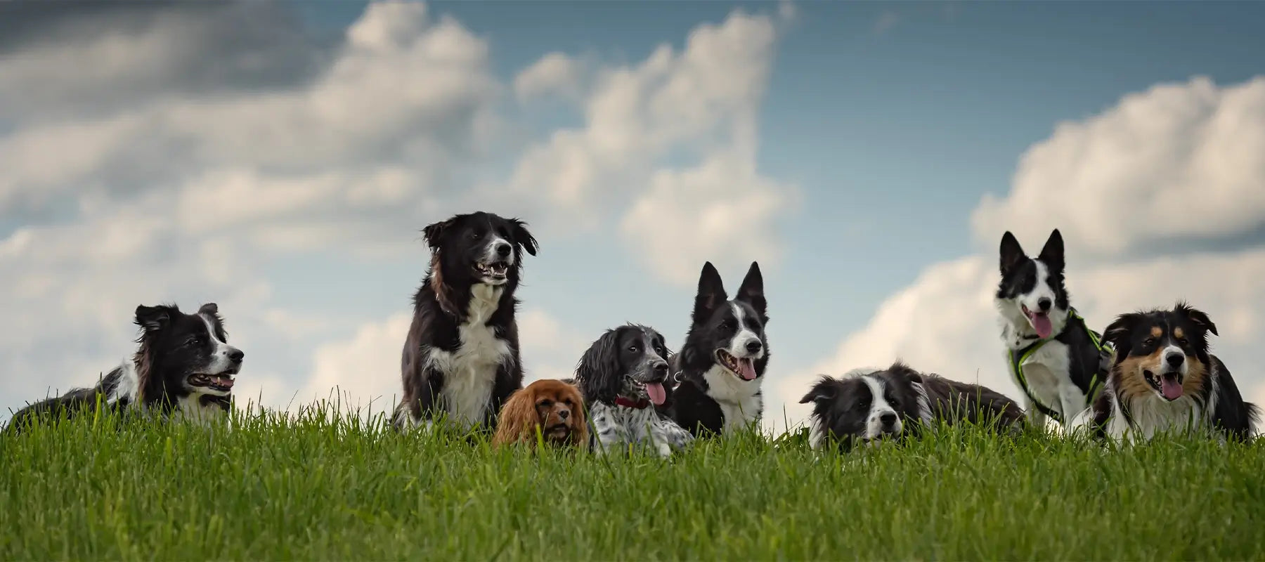 Supplementen voor honden