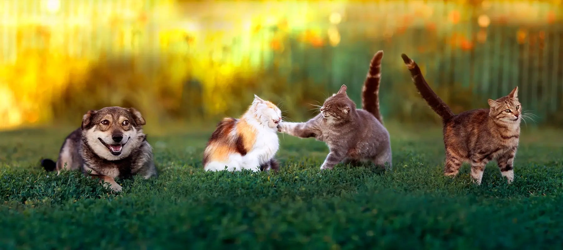 Supplementen voor katten