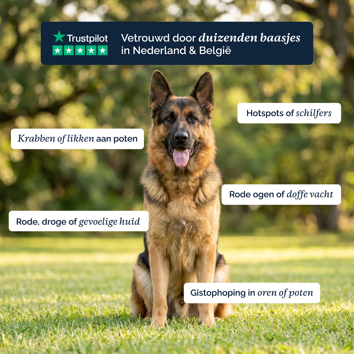 Anti-Jeuk Probiotica chews voor honden – 180g