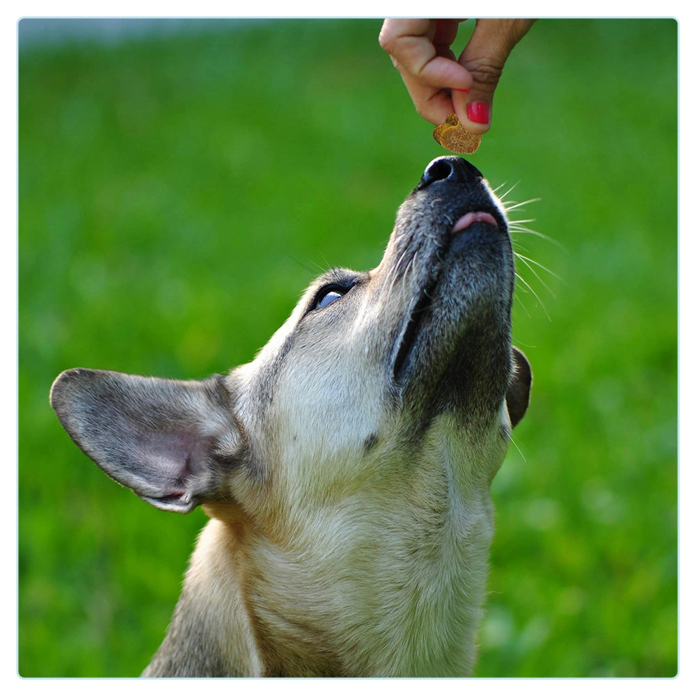 Complete Support + chews voor honden – 180g
