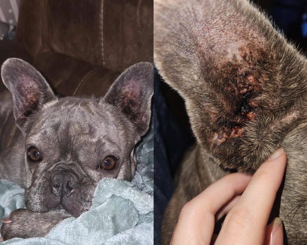 Likt je hond aan z'n poten, krabt hij zich rot of schudt hij vaak z'n kop?