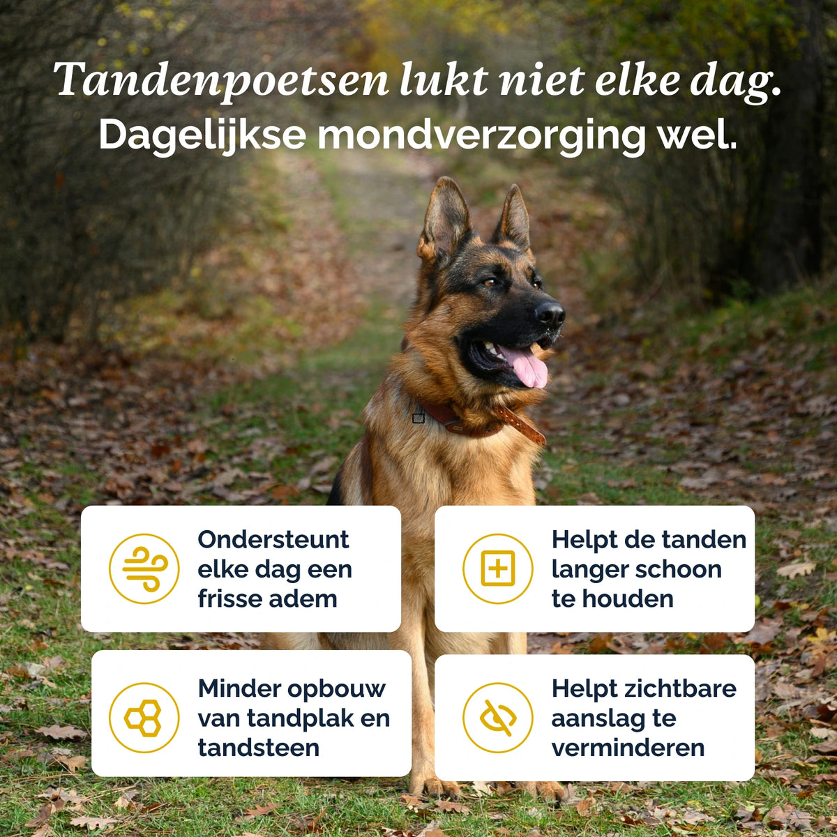 Perfect Mouth poeder  – 60g