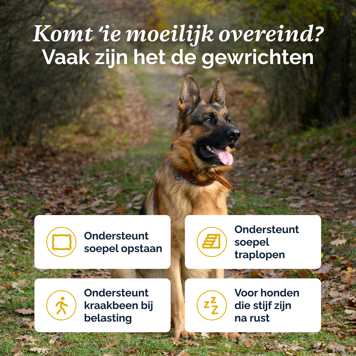 Complete Support+ poeder voor honden – 250g