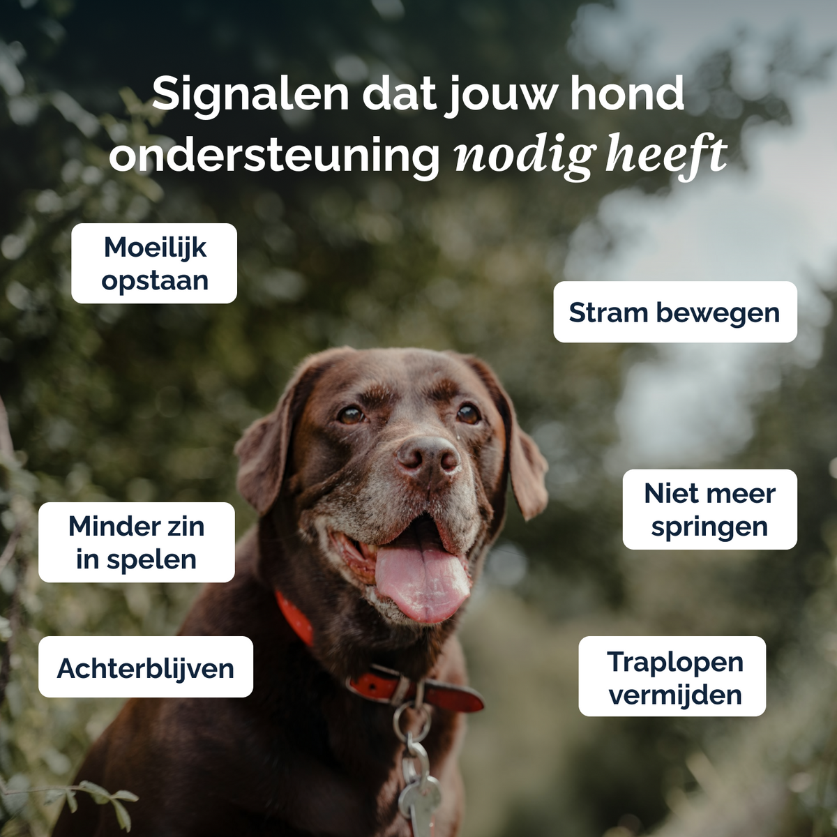Complete Support+ poeder voor honden – 250g