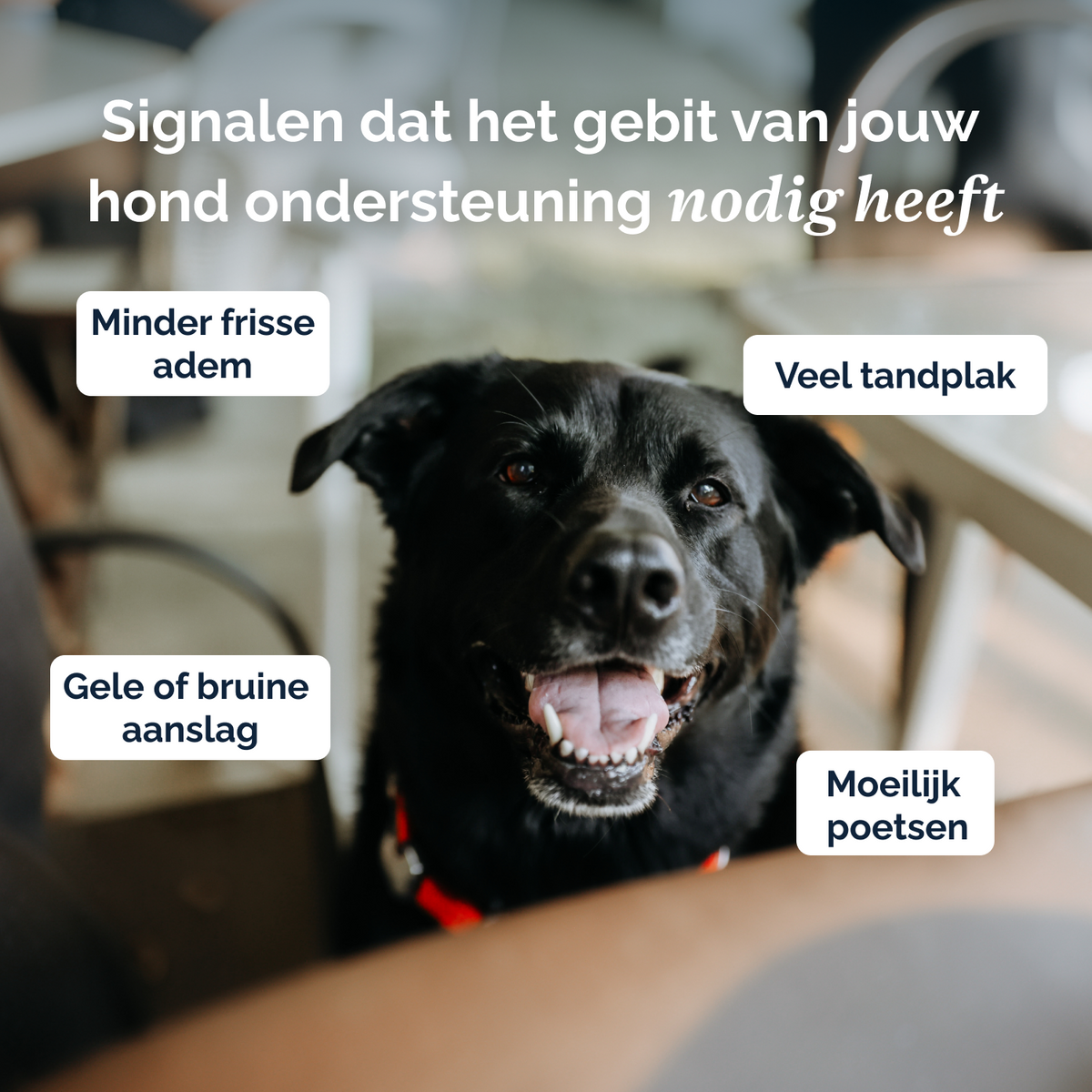 Perfect Mouth poeder  – 60g